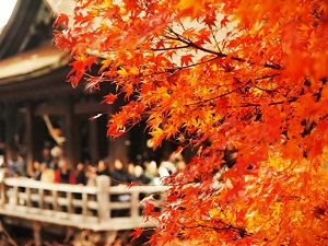 京都の紅葉の時期 見ごろは何月？混雑覚悟で一番美しい紅葉を見に行きたい！